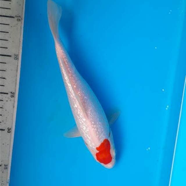 Tancho ginrin 23cm
