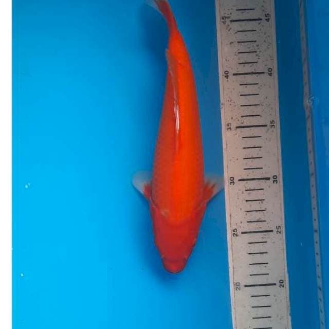 Aka hajiro 26cm 