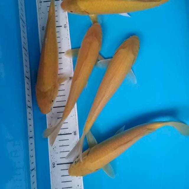 Paket mix 10 ekor karasi