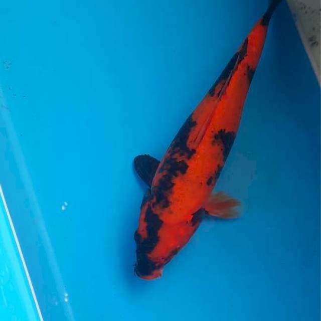 Utsuri 21cm 