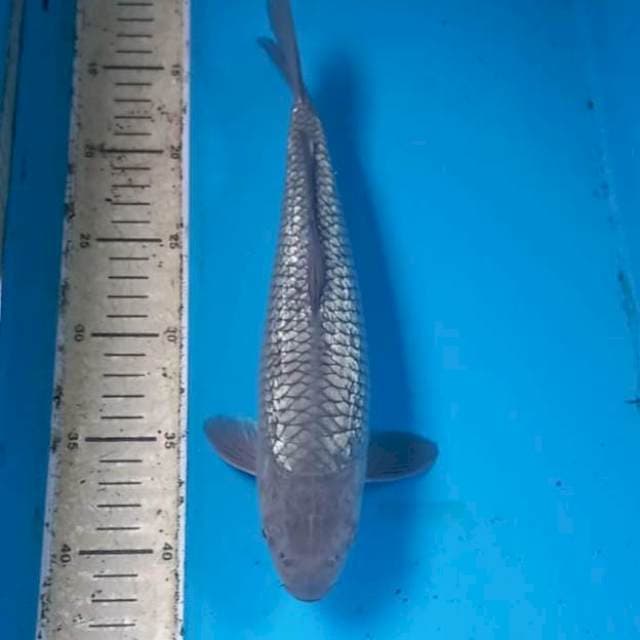 Ginrin Soragoi 30cm
