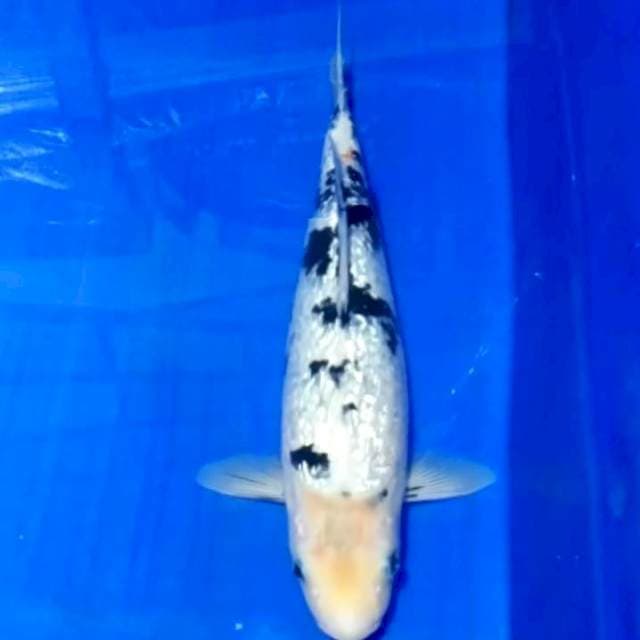 🏅Beko ginrin 34cm