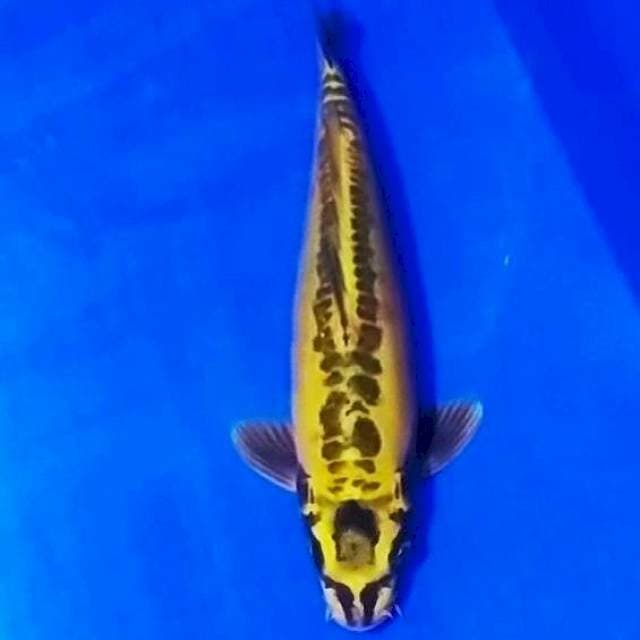 🏅banana pisang 32cm