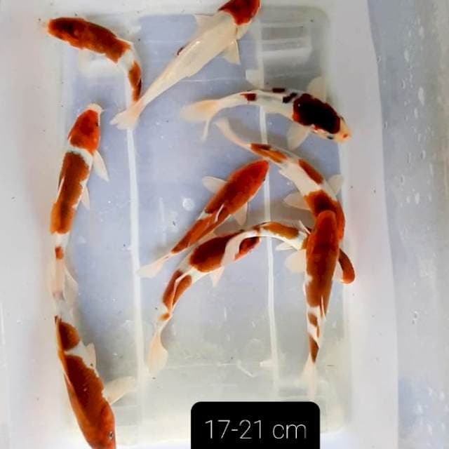 Paket 10 ekor 17-21 cm
