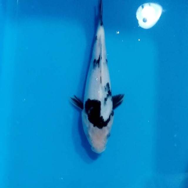 Shiro 25cm