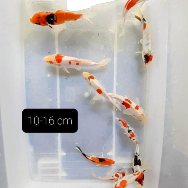 Doitsu 10 ekor 10-16 cm