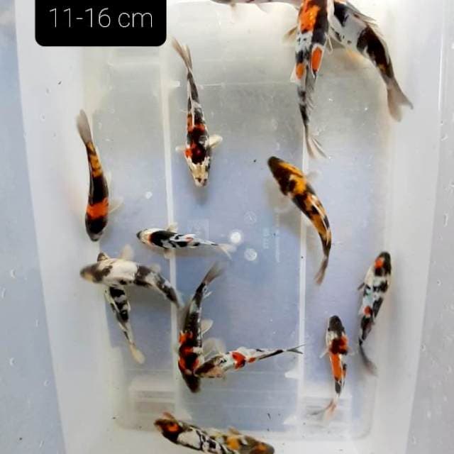 Doitsu 15 ekor 11-16 cm