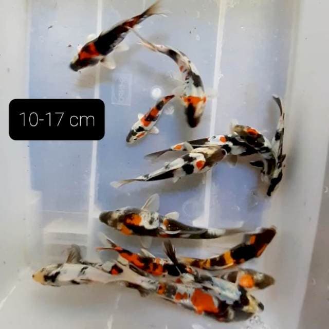 Doitsu 15 ekor 10-17 cm