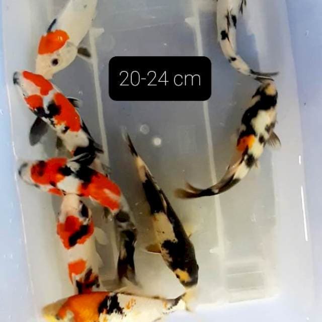 Paket 8 ekor 20-24 cm
