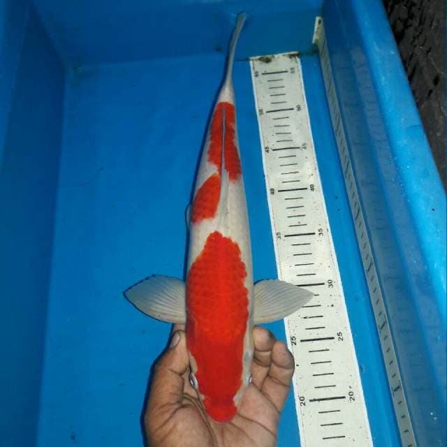Kohaku f1