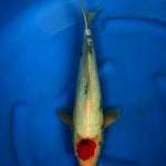 Tancho Showa 40cm Okawa Koi Farm
