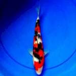 Sanke 26cm Izumiya Koi Farm