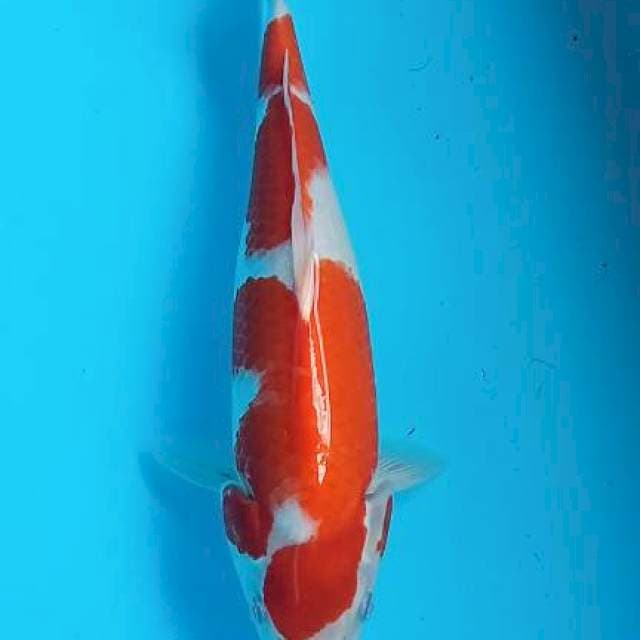 Kohaku 35cm
