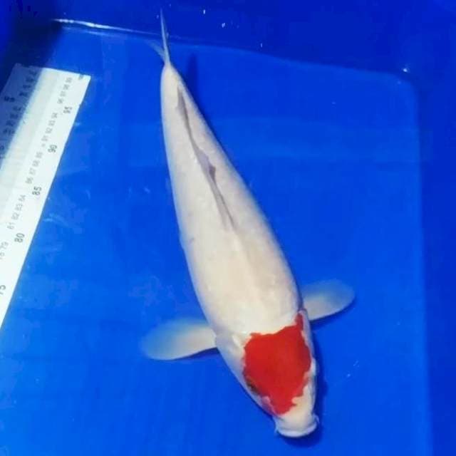 🏅tancho kohaku 40cm
