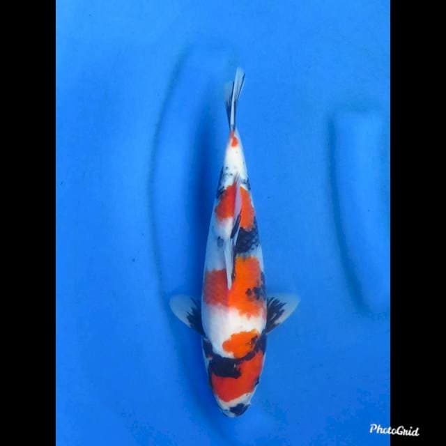 26cm , HQ Showa Tategoi 