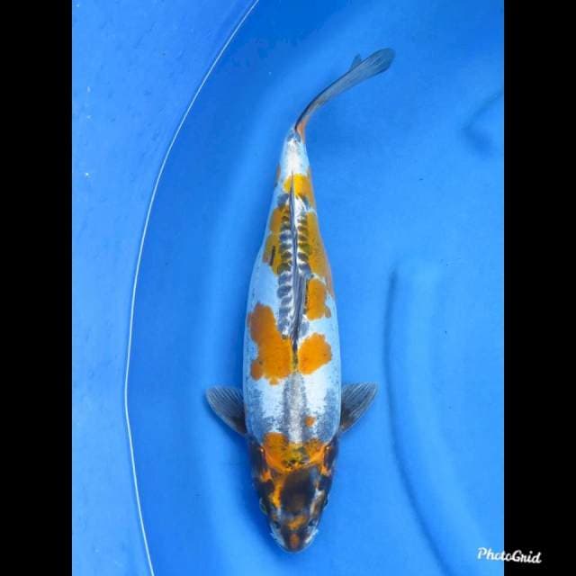 43cm , Jumbo Benikiko Unique