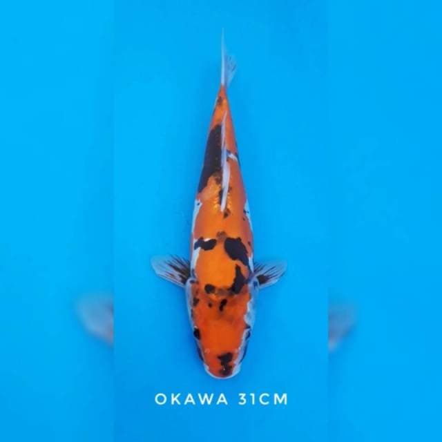 Showa doitsu import