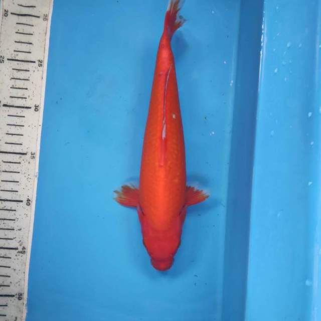 28cm, Aka hajiro