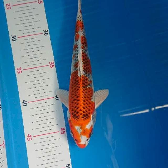 Kojaku male 24cm