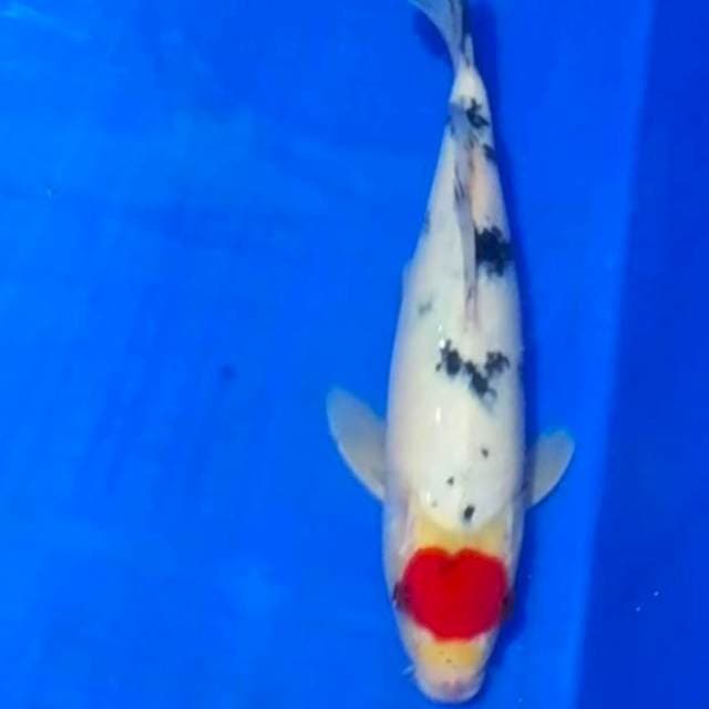 🏅tancho sanke 31cm