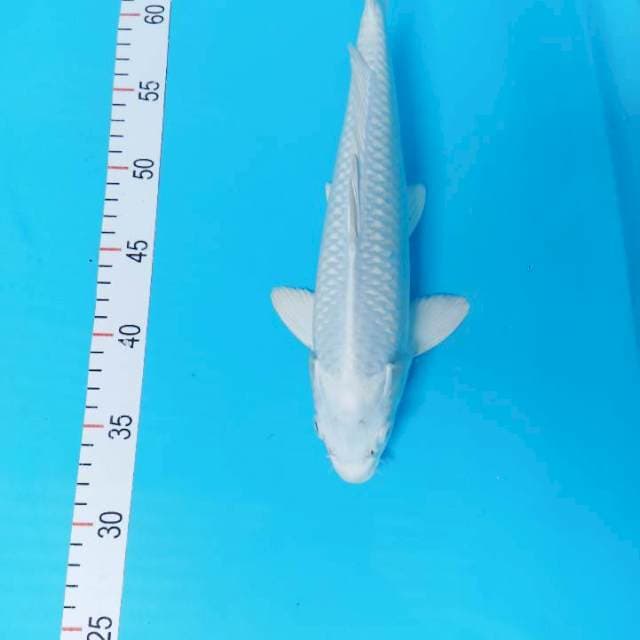 Platinum 32 cm 