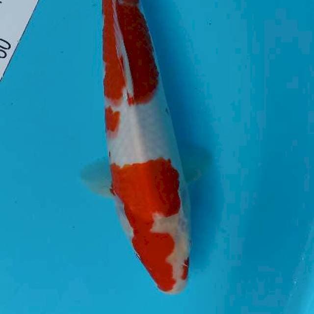 Kohaku 31 cm male