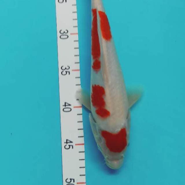 Kohaku 28 cm