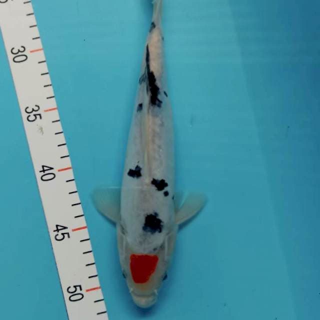 Tanco sanke doit su 28 cm
