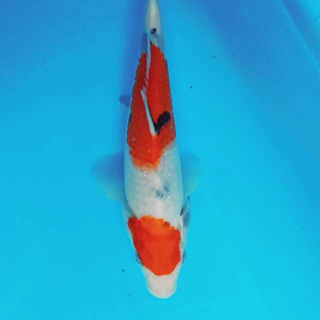 Sanke 24 cm