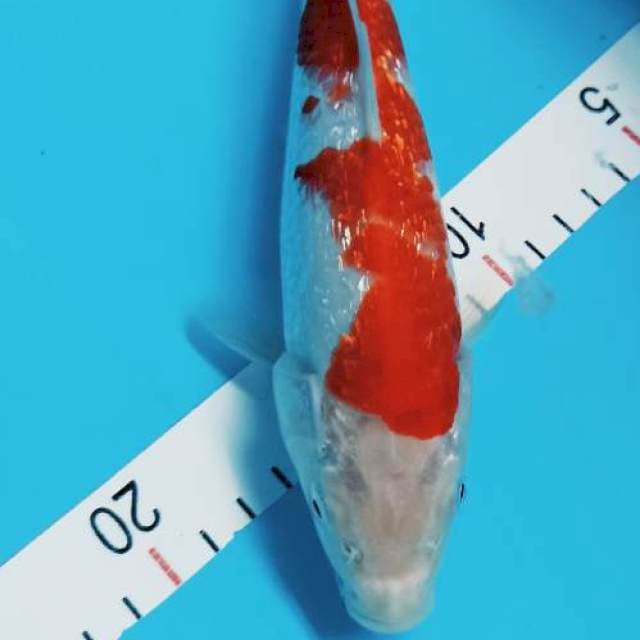 Kohaku gindrin 24 cm 