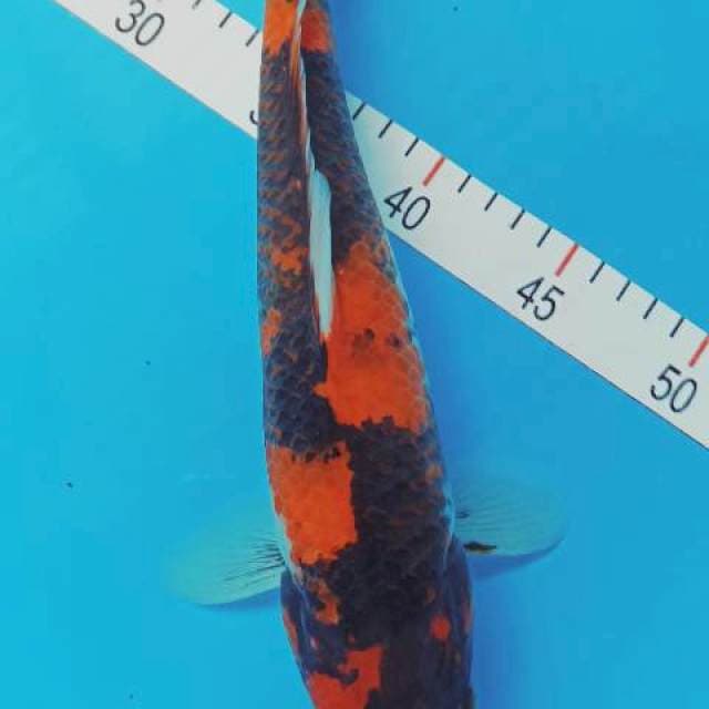 Showa 32 cm j