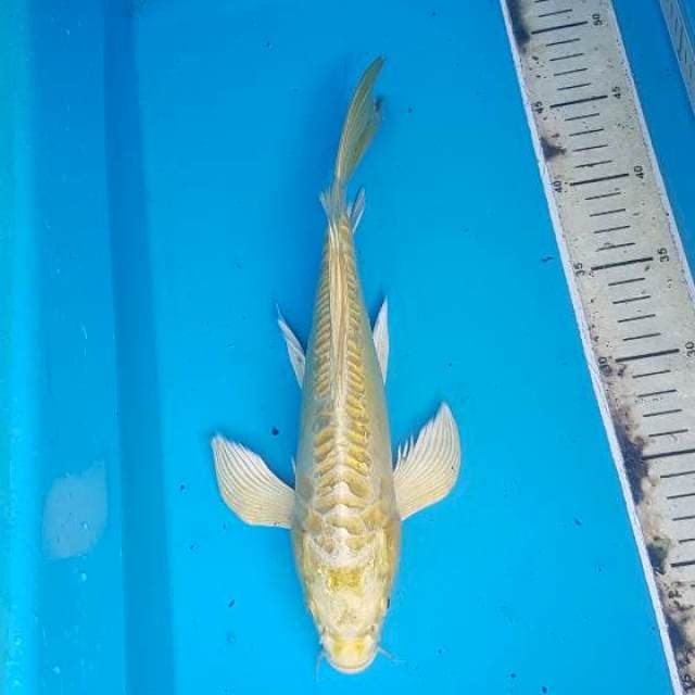 Yellow aragoke kumpay 
