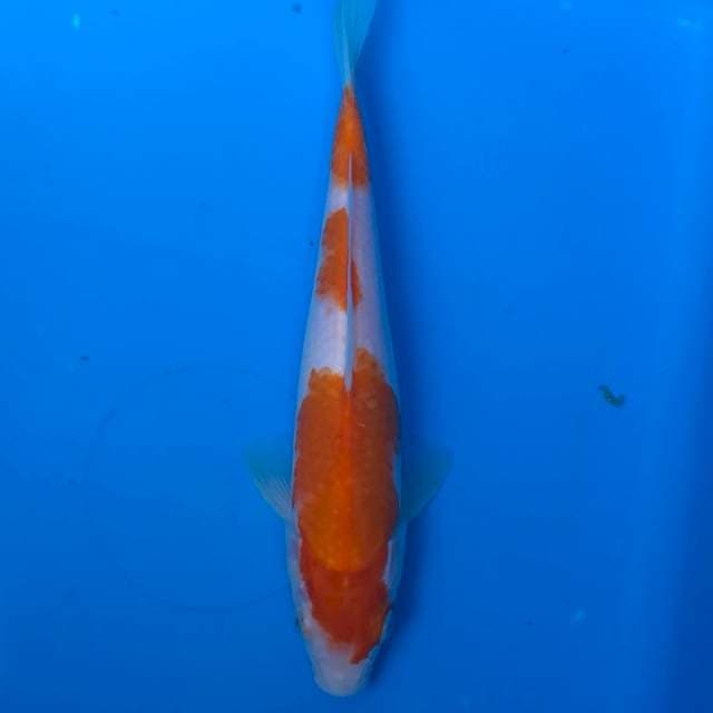 Kohaku