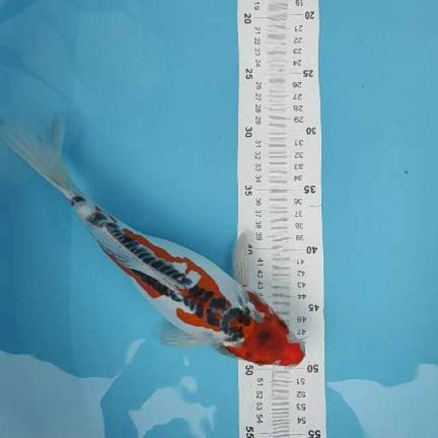 short body doitsu 30cm