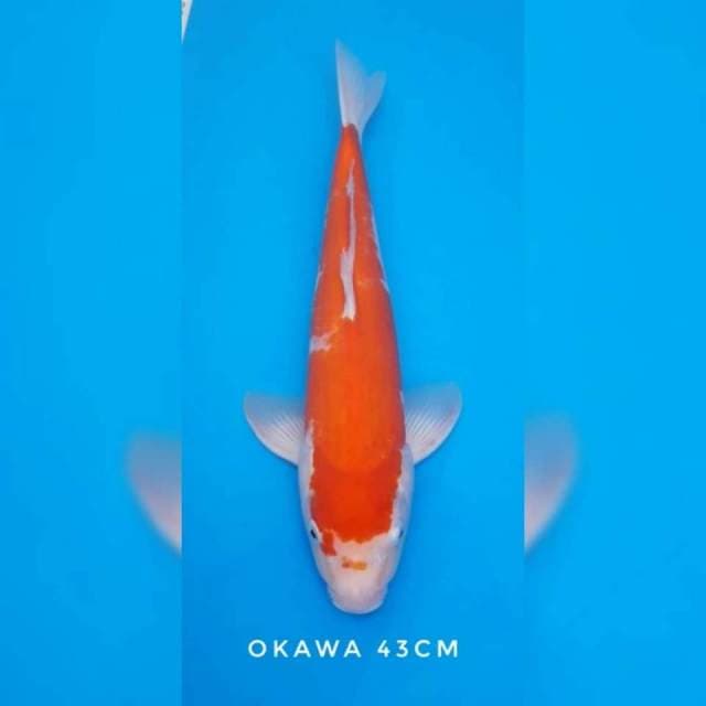 Kohaku okawa import