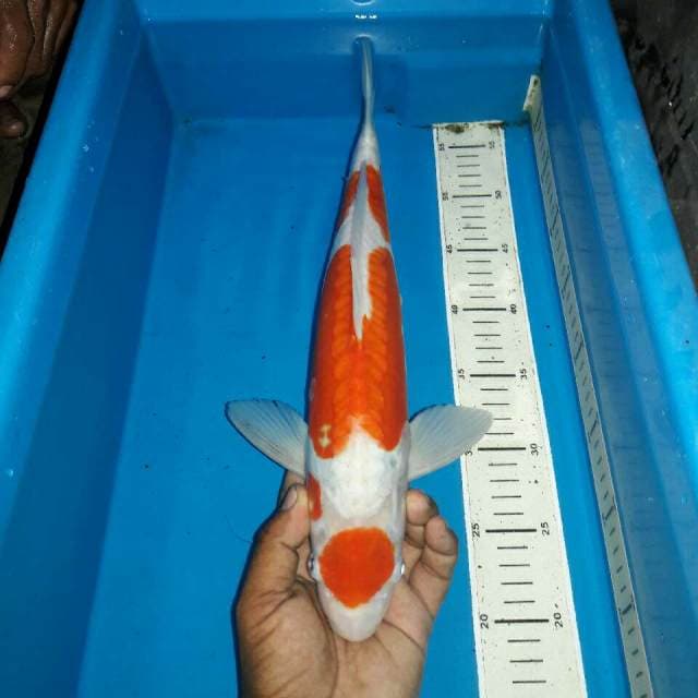 Kohaku doitshu