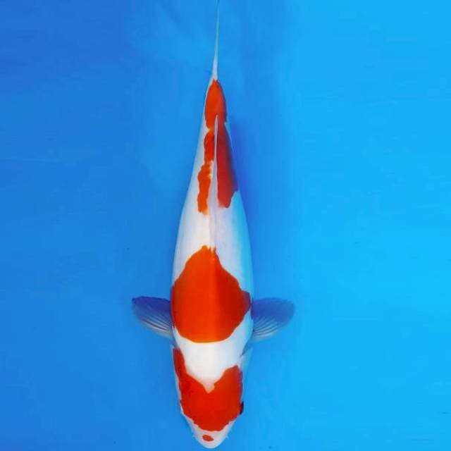 YORI 12 - KOHAKU DOITSU ®