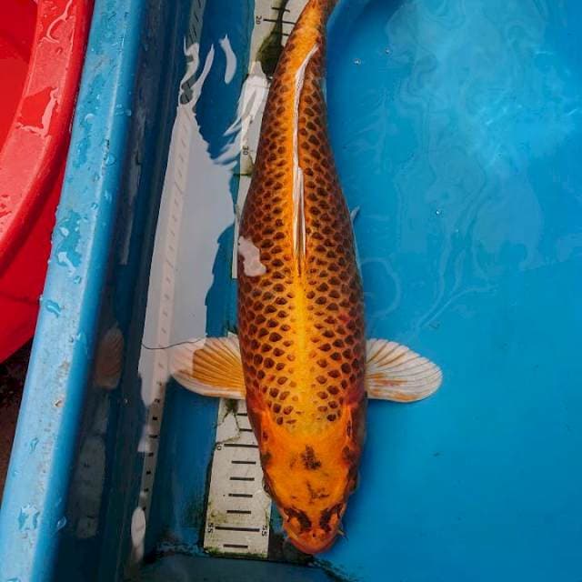 JUMBO KUJAKU 43 cm