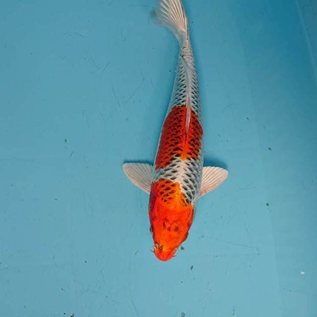 Kujaku 32 cm