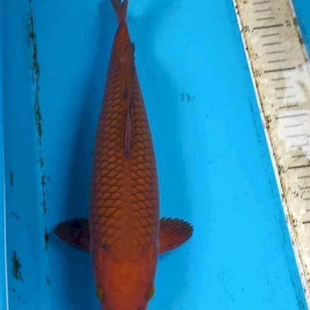 Chagoi 34cm Male Good Fukurin