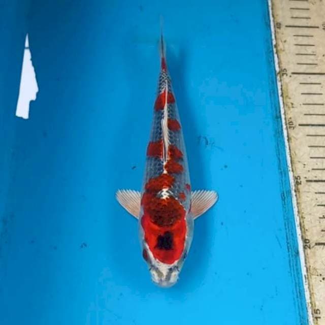 Beni gingga 21cm