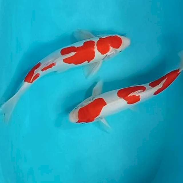 Kohaku pure doitsu dan doitsu aragoke size 36 - 39 cm