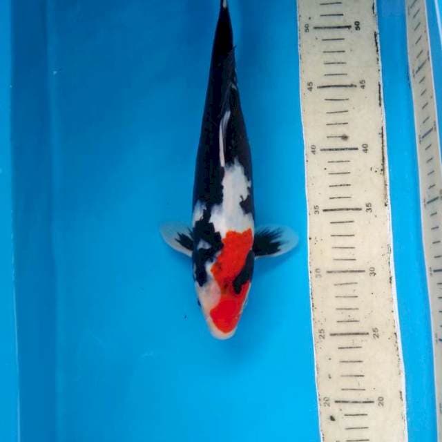 Showa nih 30 cm