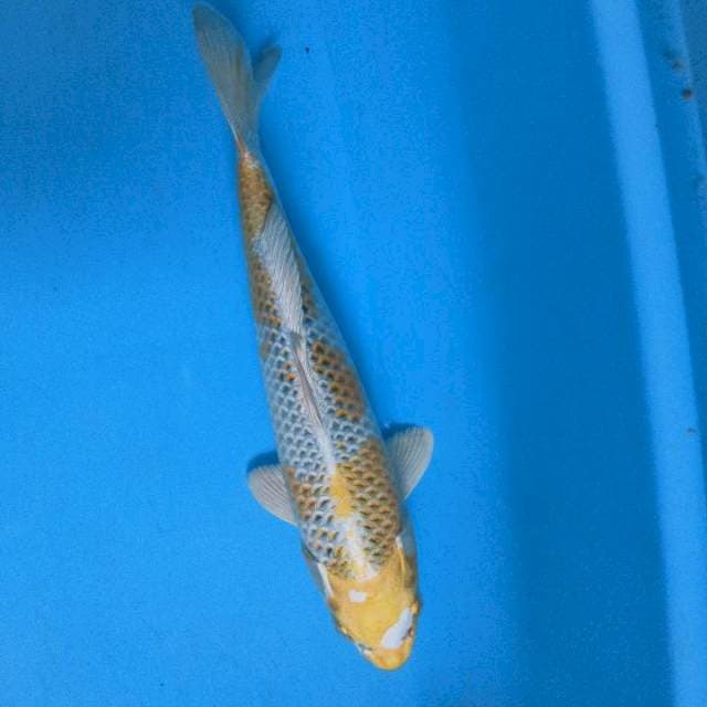 Hariwake