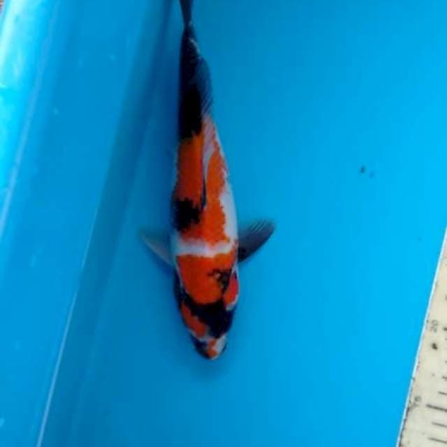 Showa irrr 25 cm