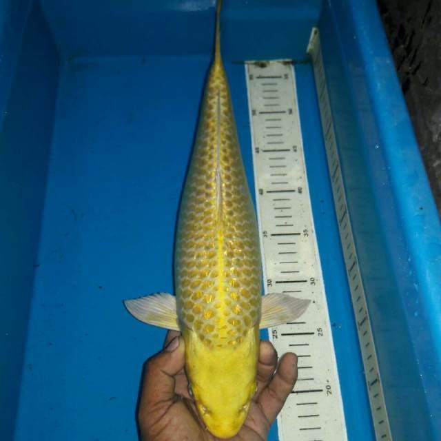 Yamabuki ogon ginrin bersih bakat jumbo