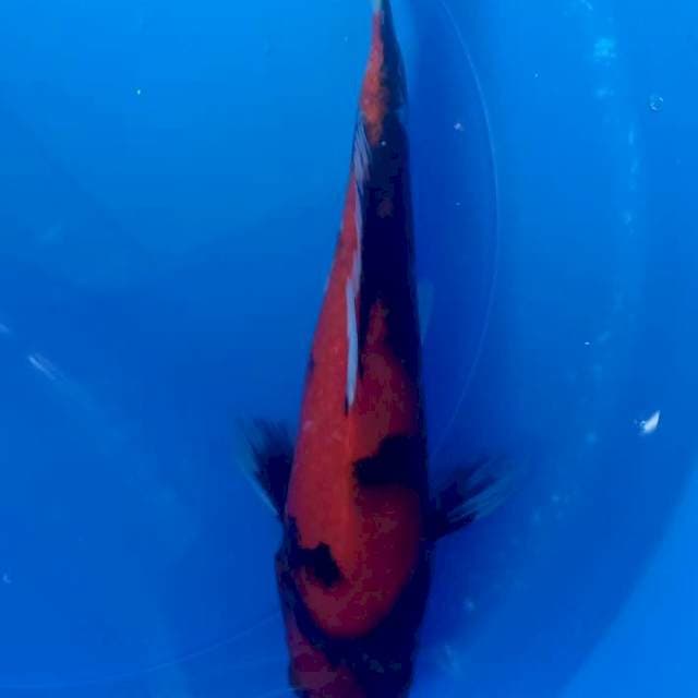 Showa strong 32cm