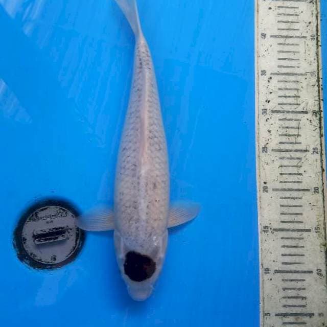 Tanco budo goromo 39cm
