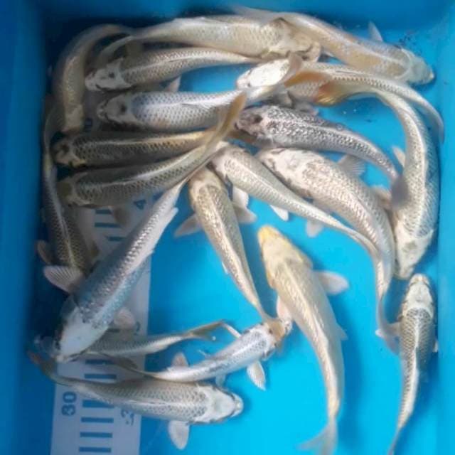 Mukashi 15-20 cm 20 ekor