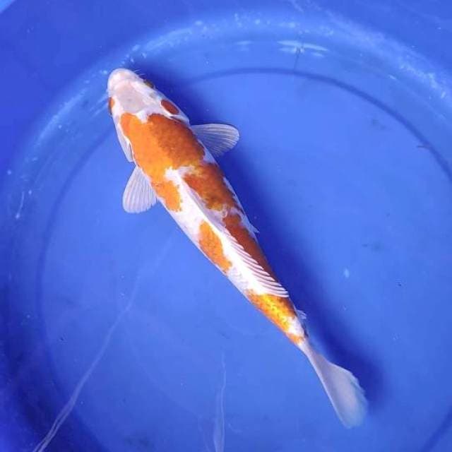 Hariwake